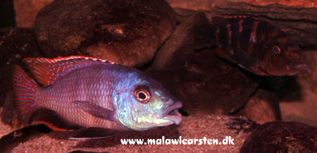 Placidochromis milomo "Orange" Maleri Island 