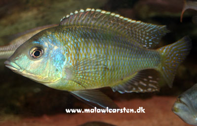 Platygnathochromis melanonotus