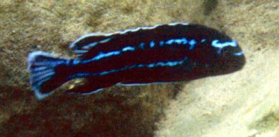 Melanochromis johanni Chinuni Mozambique