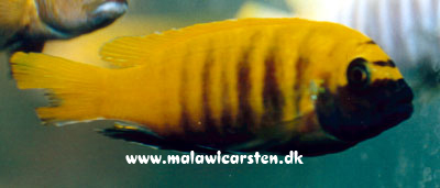 Maylandia sp. "zebra gold" Kawanga