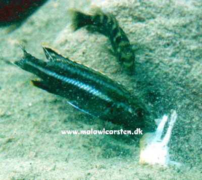 Melanochromis vermivorus ? i Mozambique 