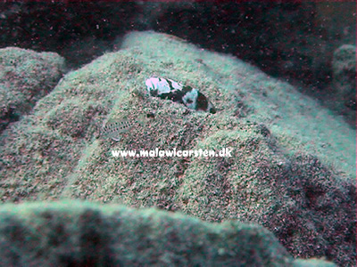 Nimbochromis livingstonii Namitumbu