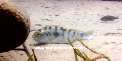 Oreochromis karongae Chinuni Mozambique