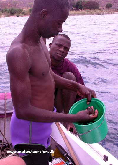 Sedeman og Shaibu sorterer fisk