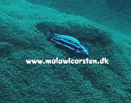 Melanochromis heterochromis Chinyankwazi Island