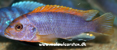 Labidochromis sp."Hongi" Hongi Island Tanzania