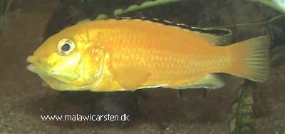 Labidochromis caeruleus "Golden Spec." Intens gul type
