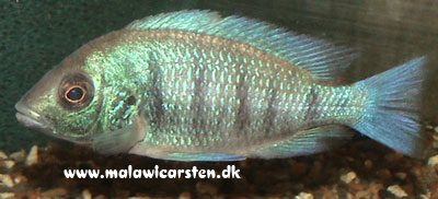 Placidochromis sp. "Electra Green" Gome Rocks (Placidochromis trewavasae?)