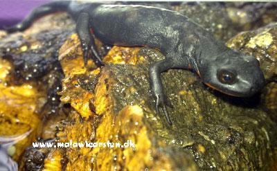Rødmavet ildsalamander - Cynops orientalis