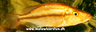 Dimidiochromis compressiceps "Gold" Chisumulu Island