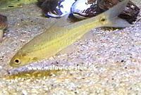 Barbus trimaculatus Chipoka