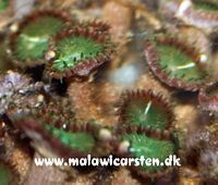 Protopalythoa sp. Green Button