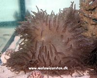 Macrodactyla doreensis - Long tentacle anemone