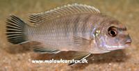 Labidochromis sp. "gigas Mara" Mara Point Mozambique