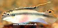 Kribensis - Pelvicachromis pulcher