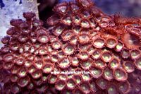 Zoanthus Sp. Gold - Gold Colonial Polyps