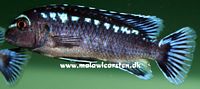 Melanochromis interruptus Chisumulu Island