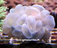 Plerogyra Sinuosa - White Bubble Coral
