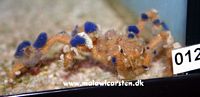 Camposcia retusa - Decorator Crab