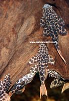 L-114 / LDA 07 Pseudacanthicus leopardus "Red Tail Sternella / Leopard Cactus Pleco"