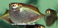 Sølv øksefisk - Thoracocharax stellatus