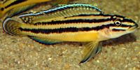 Julidochromis regani Fx Kipili