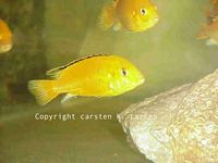 Labidochromis caeruleus "Golden Spec." - opdræt